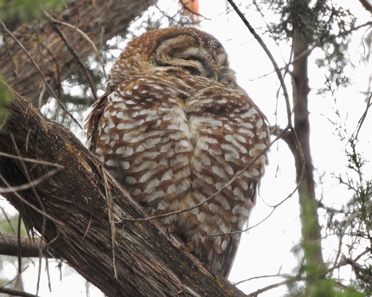 Spotted Owl - ML89164591