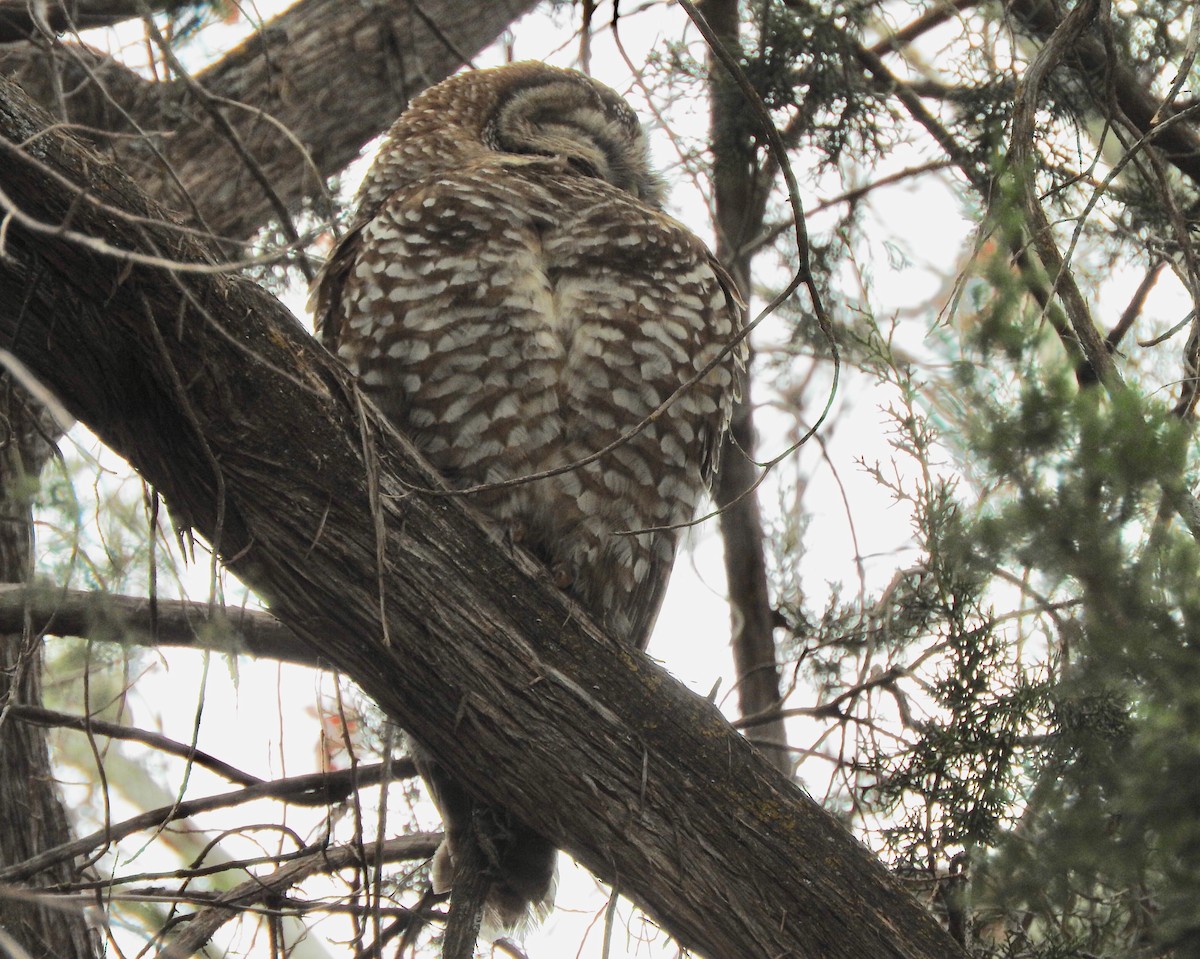 Spotted Owl - ML89164651