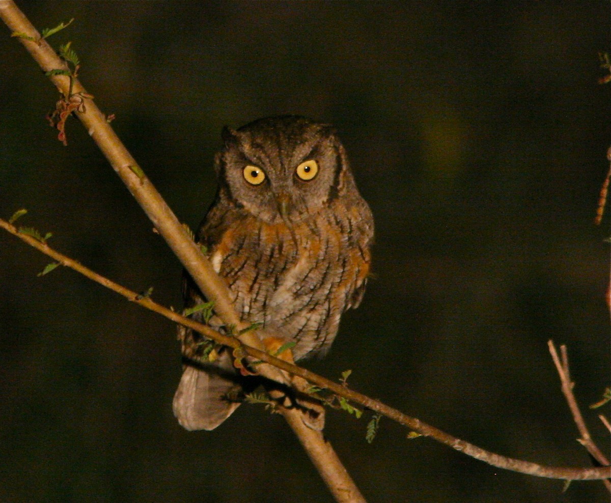 Tropical Screech-Owl - ML89164691