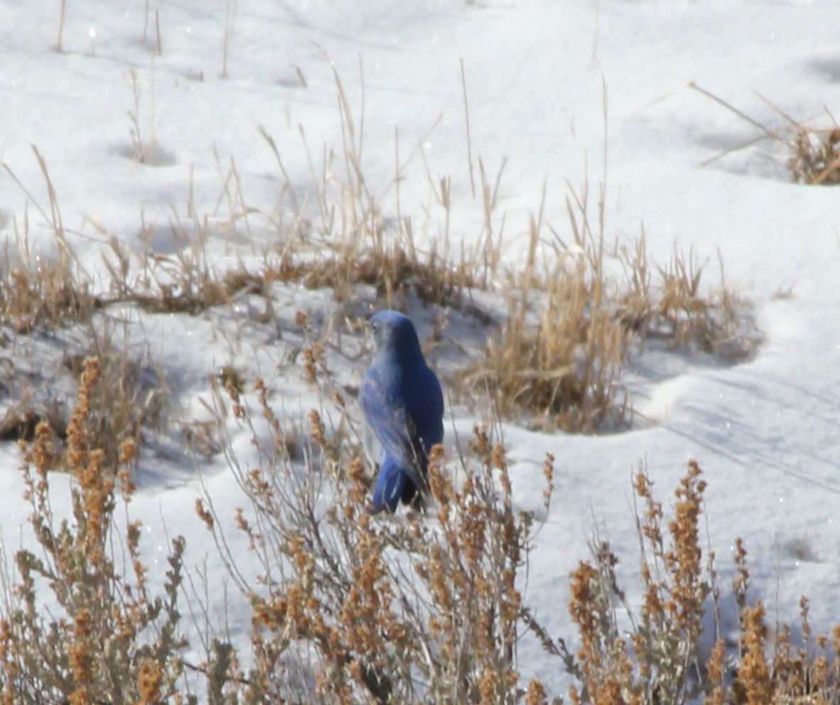 Mountain Bluebird - Linda Rebich