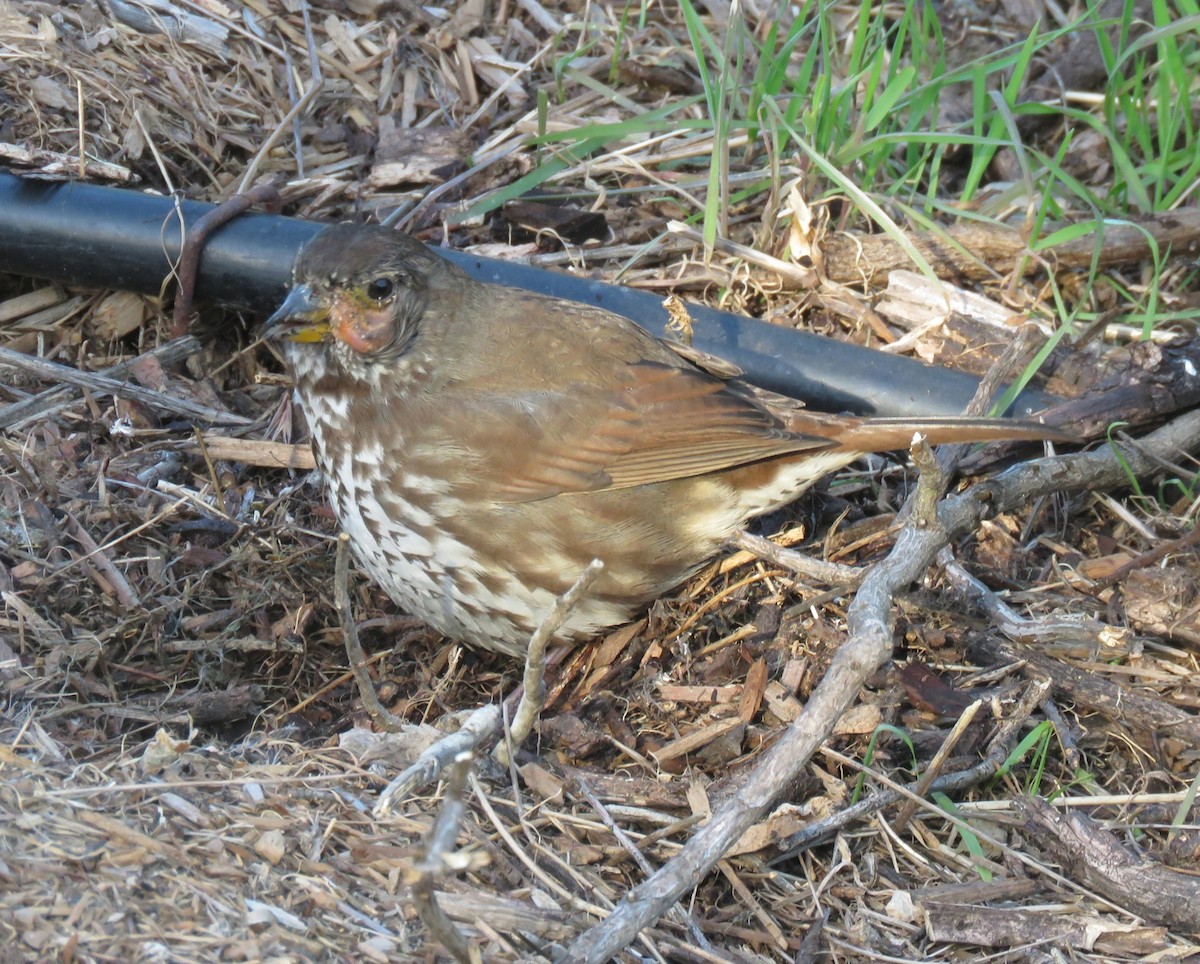 Fox Sparrow - ML89167981