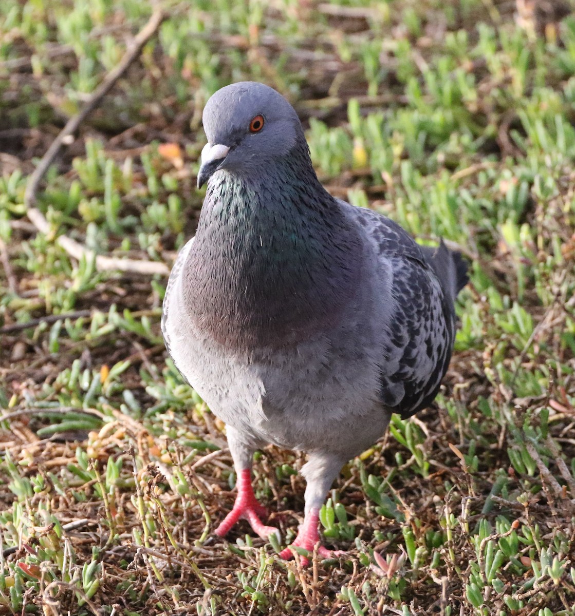 Rock Pigeon (Feral Pigeon) - Mike "mlovest" Miller