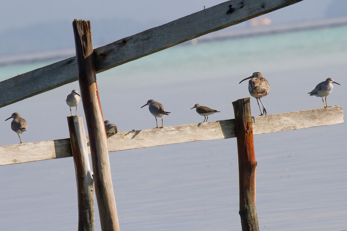 Gray-tailed Tattler - ML89170961