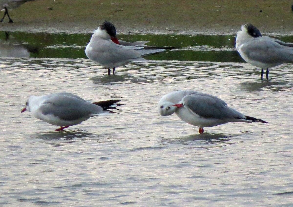 Brown-headed Gull - Karen Halliday