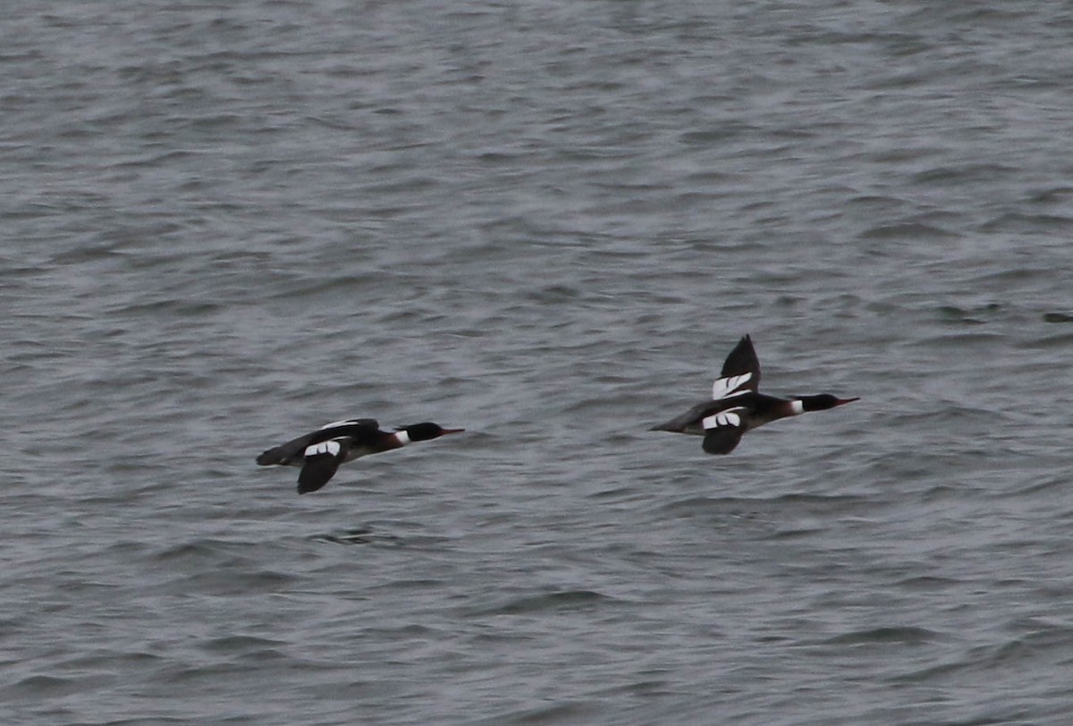 Red-breasted Merganser - ML89173241