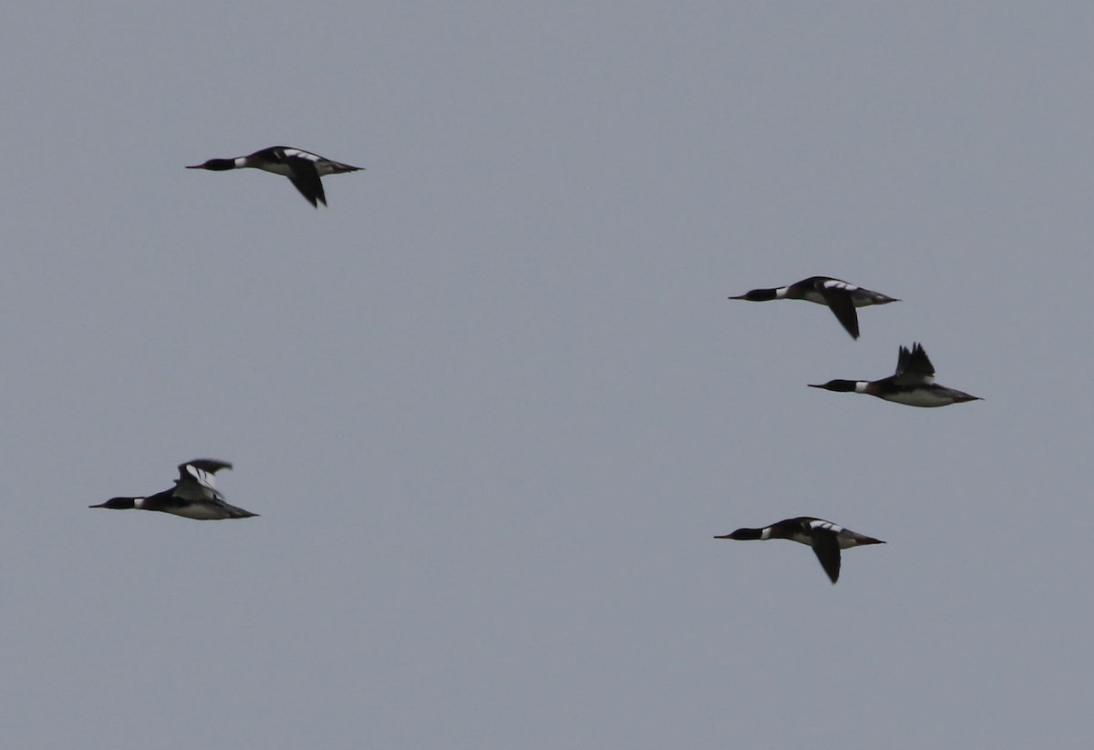 Red-breasted Merganser - ML89173251