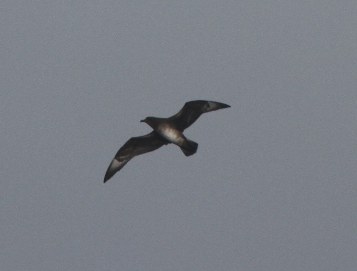 Kermadec Petrel - ML89174511