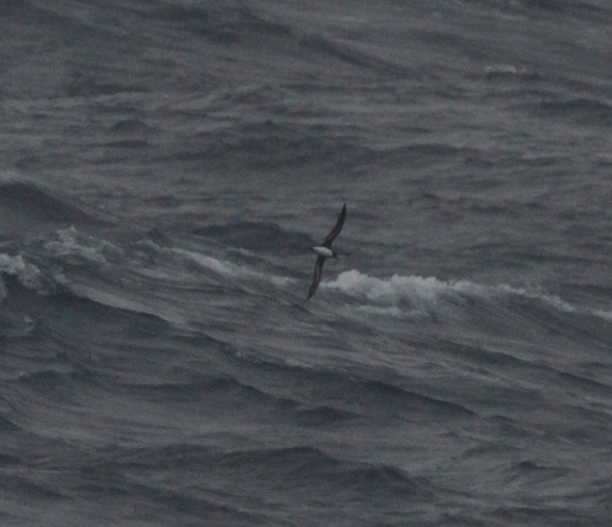 Tahiti Petrel - ML89174541