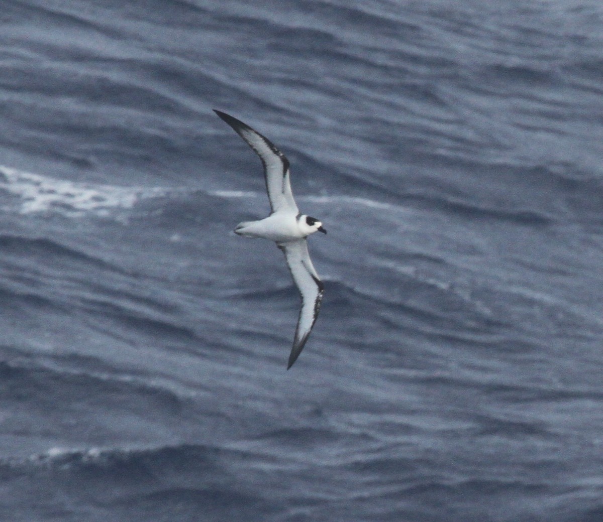 White-necked Petrel - ML89174711