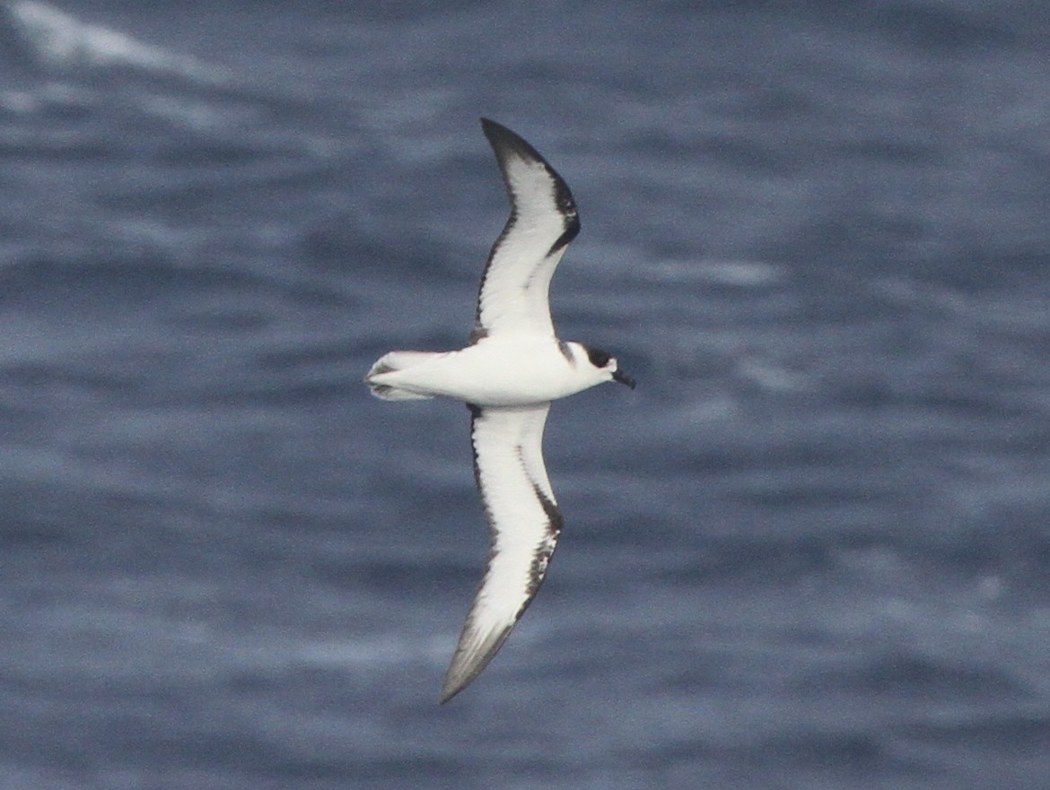 Petrel Cuelliblanco - ML89174721