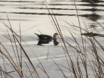 Muscovy Duck (Domestic type) - ML89174731