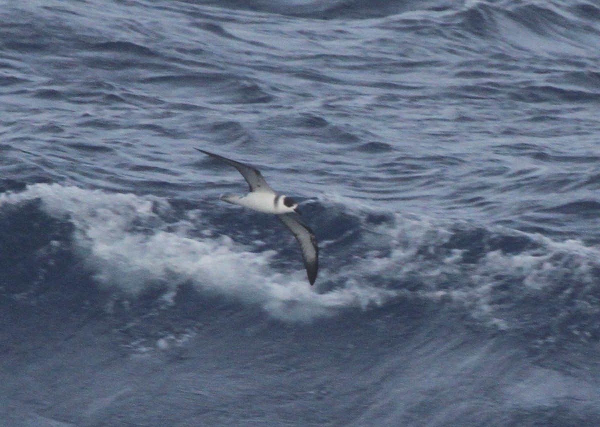 Petrel Cuelliblanco - ML89174751