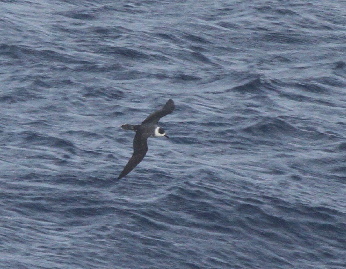 Petrel Cuelliblanco - ML89174761