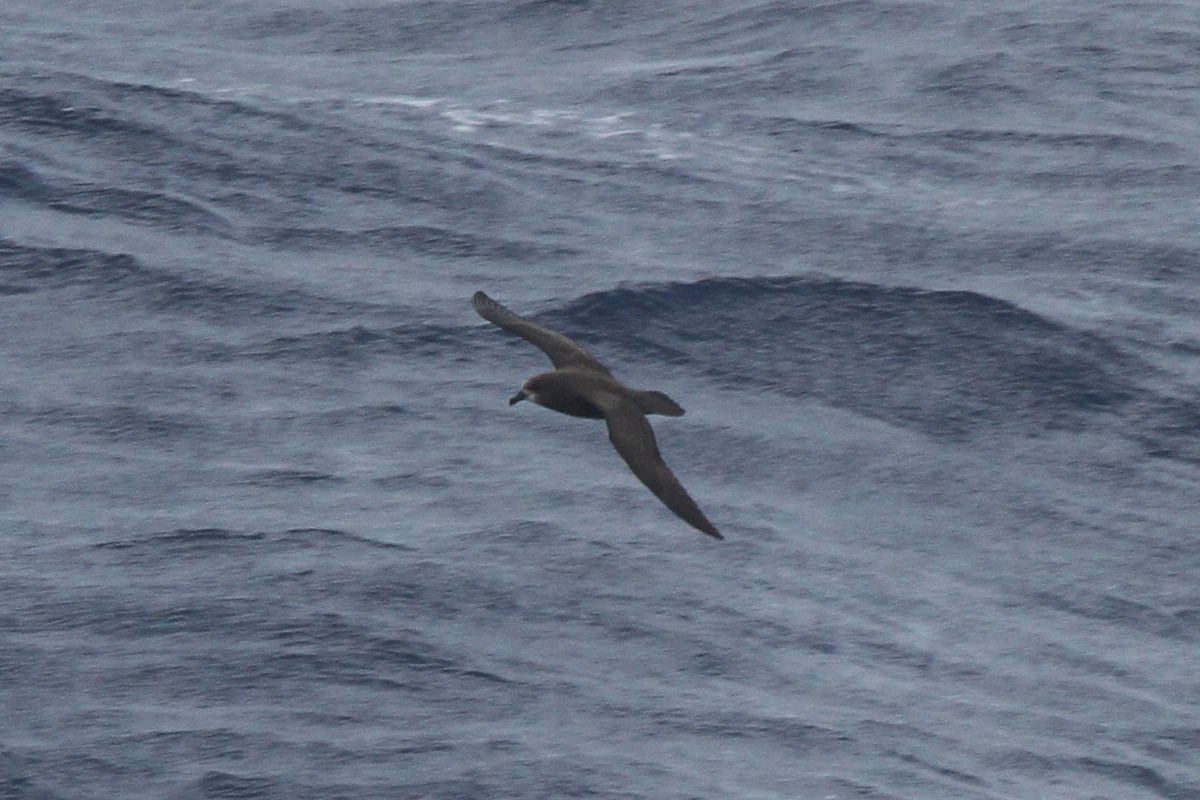 Gray-faced Petrel - ML89175111