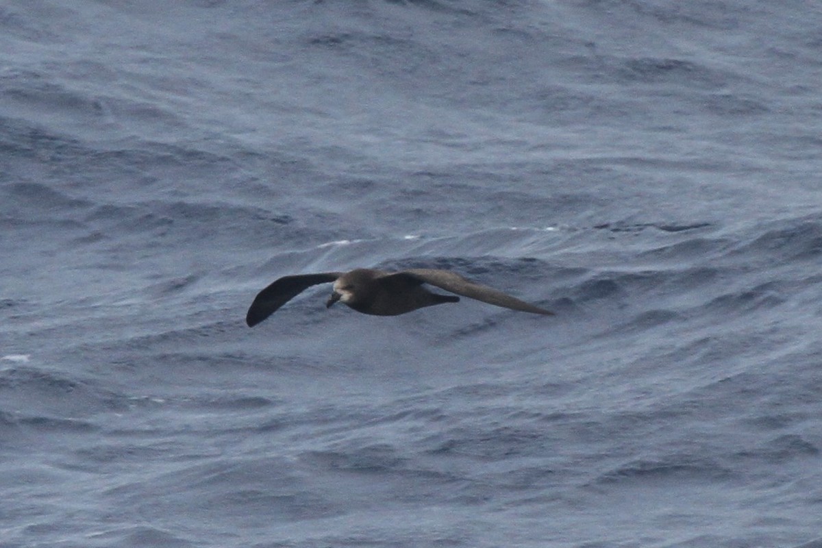 Gray-faced Petrel - ML89175181