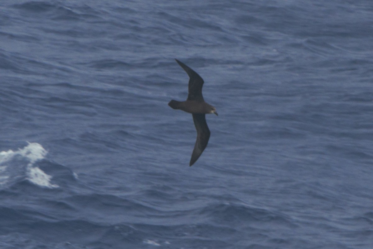 Gray-faced Petrel - ML89175231