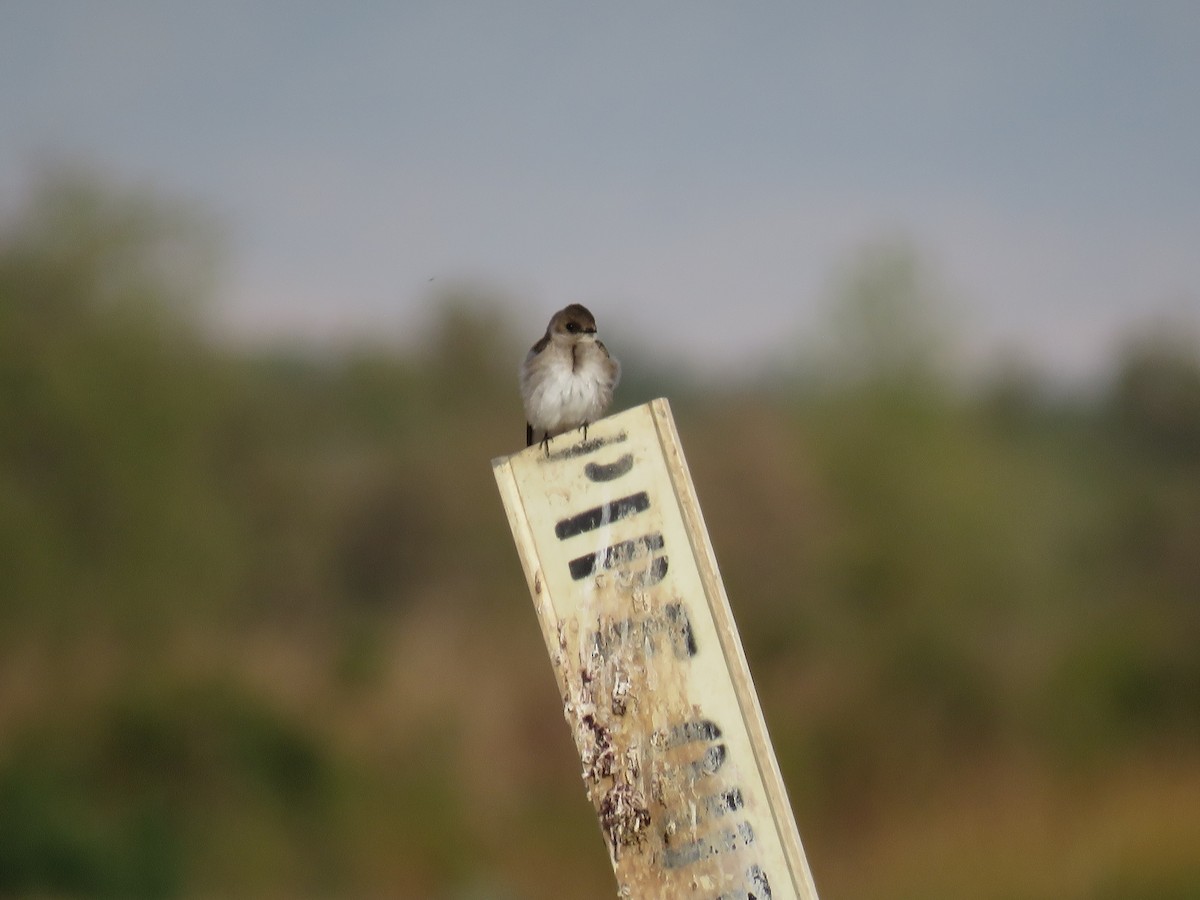 Northern Rough-winged Swallow - ML89176241