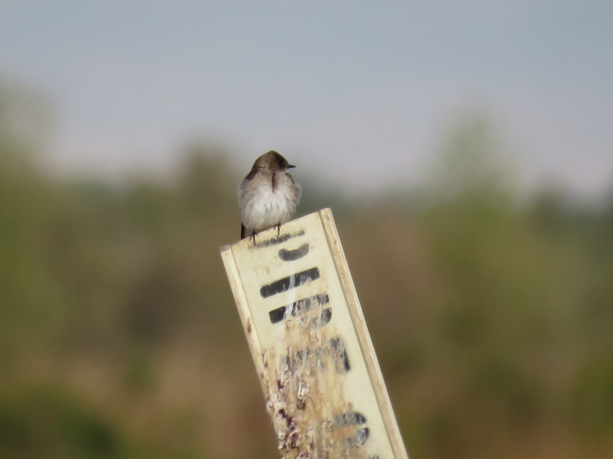 Northern Rough-winged Swallow - ML89176431