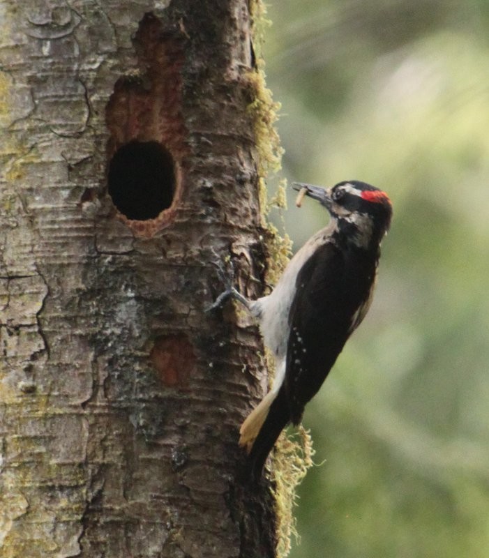 Hairy Woodpecker - ML89176821