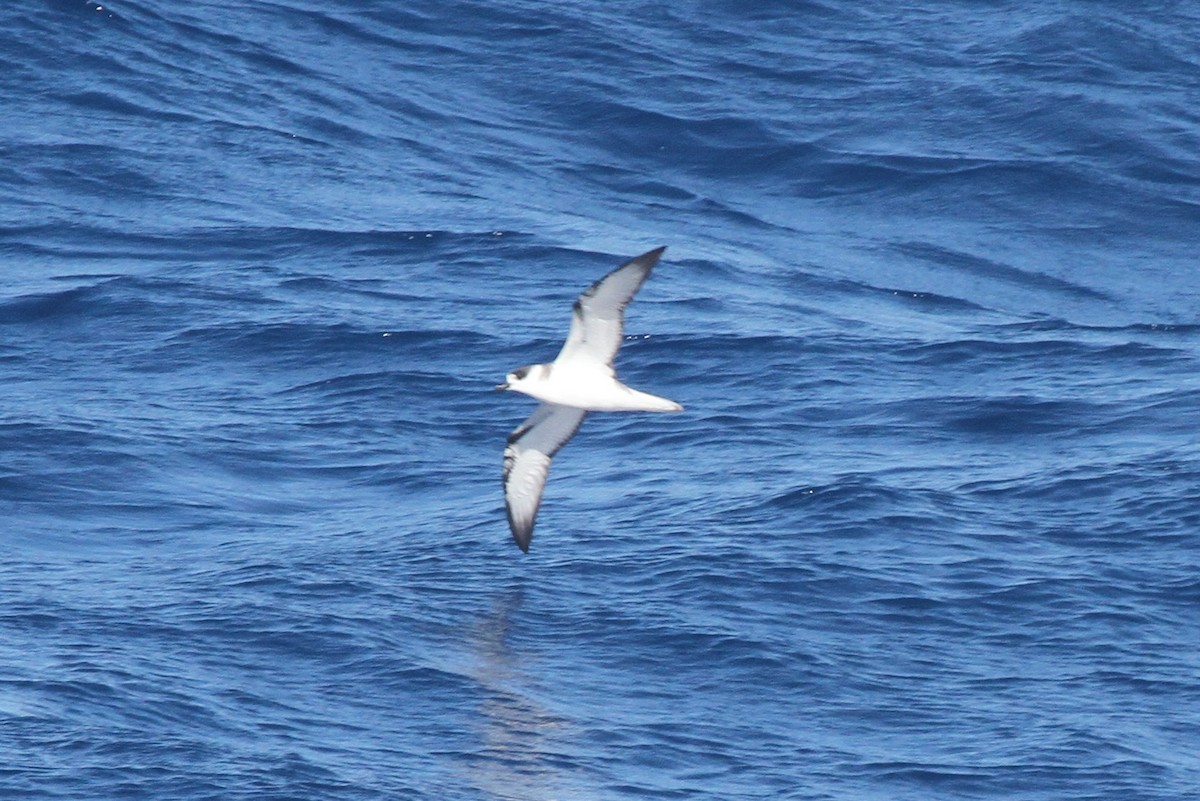 White-necked Petrel - James (Jim) Holmes