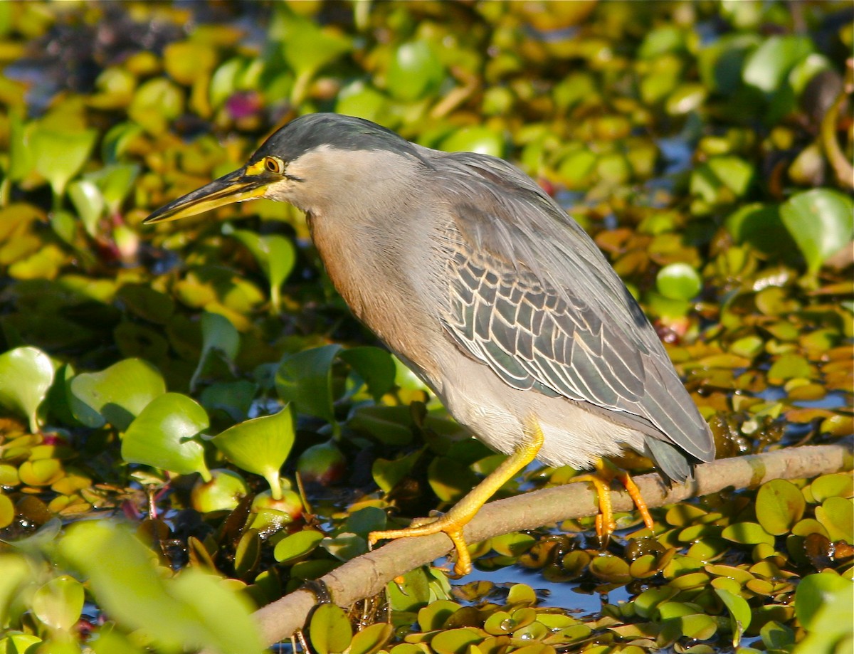 Striated Heron - ML89178681