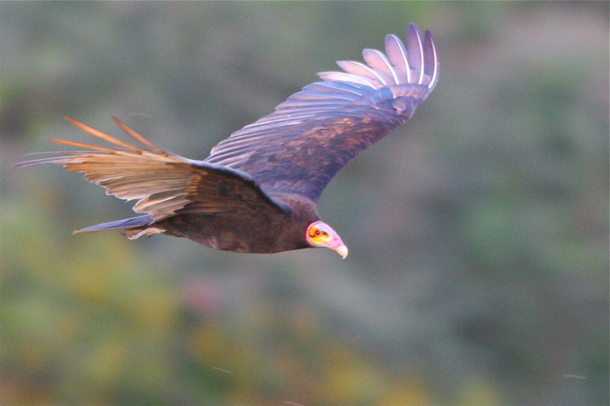 Lesser Yellow-headed Vulture - ML89179121