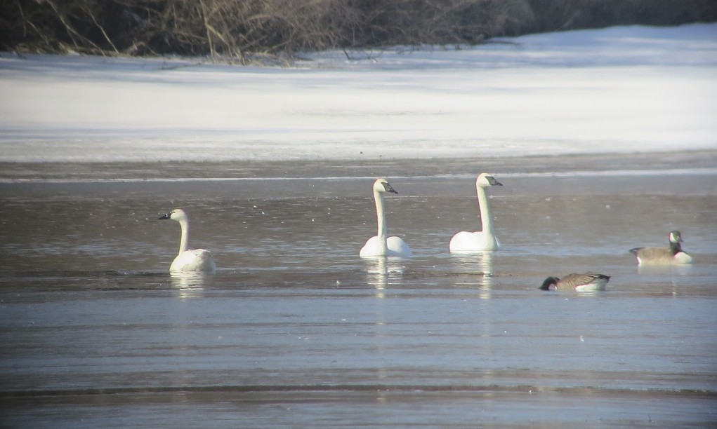 Cygne trompette - ML89179261