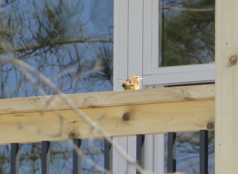 Carolina Wren - ML89179431