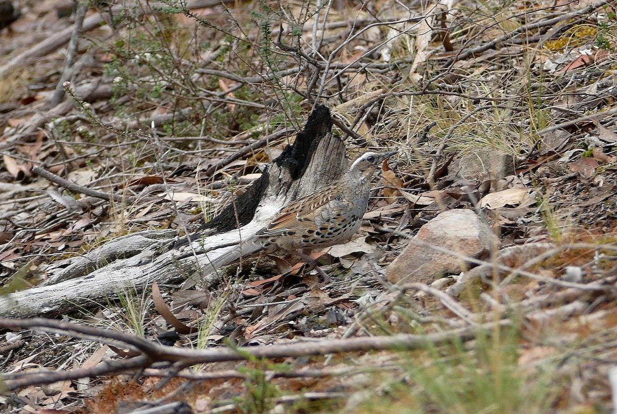 Spotted Quail-thrush - ML89181681