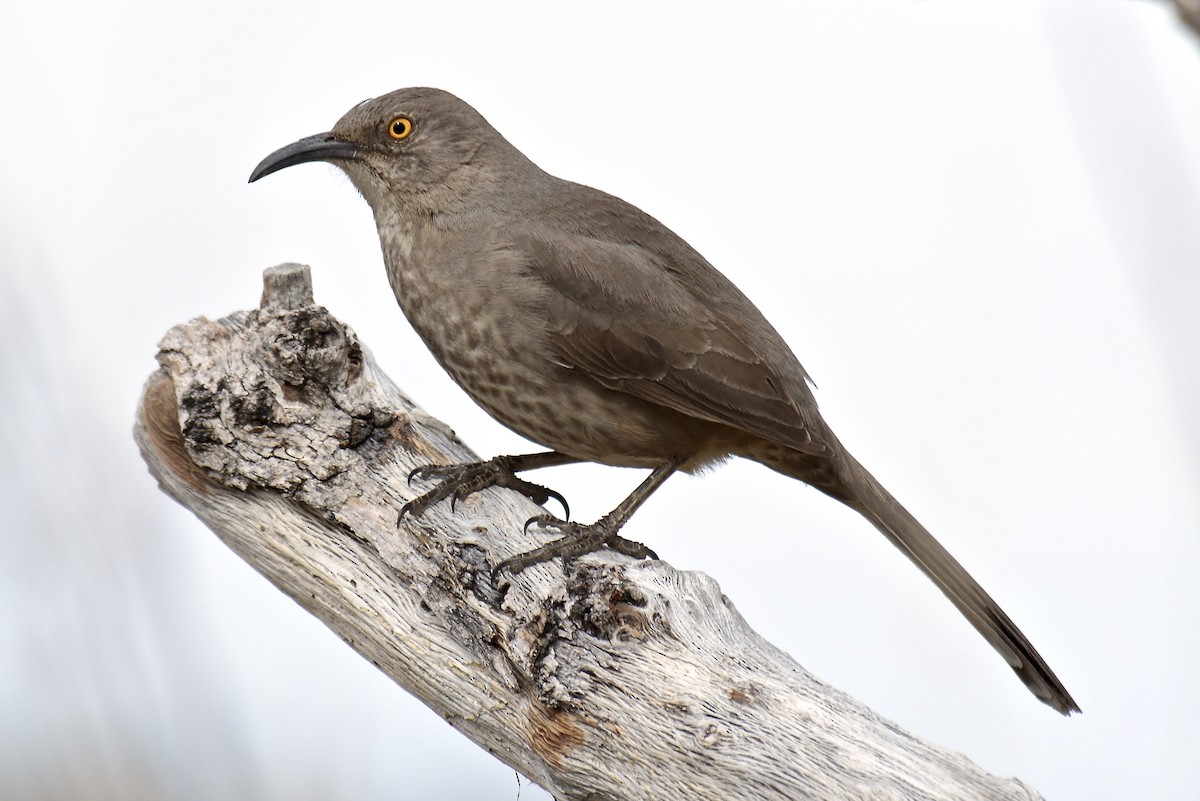 Curve-billed Thrasher - ML89181851