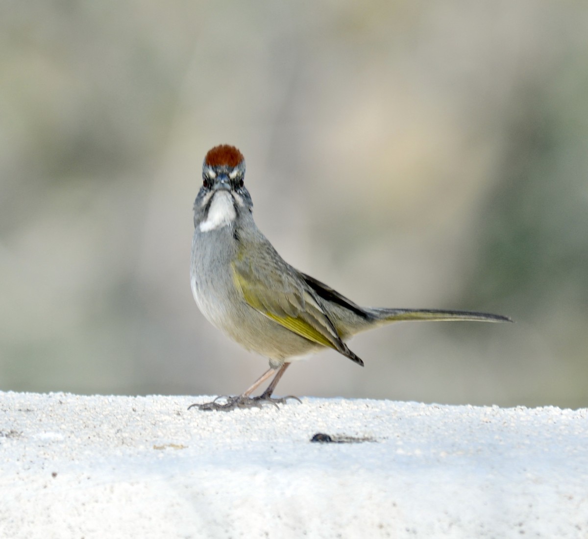 Green-tailed Towhee - Tim DeJonghe