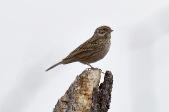 Vesper Sparrow - ML89182391