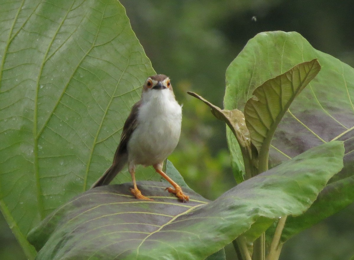 Yellow-eyed Babbler - Karen Halliday