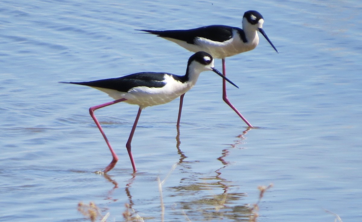 Black-necked Stilt - Kathy Duret