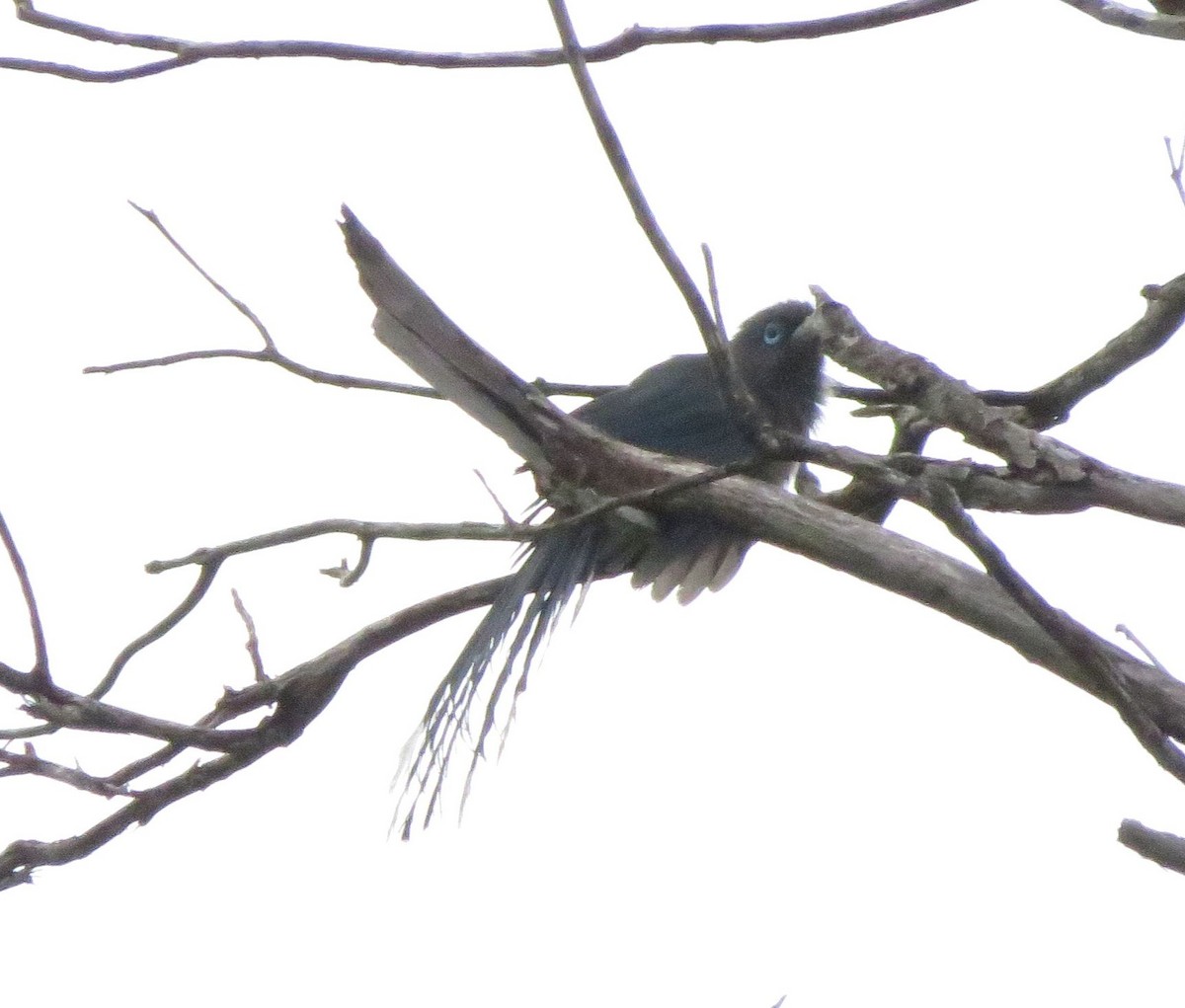 Blue-faced Malkoha - ML89186461