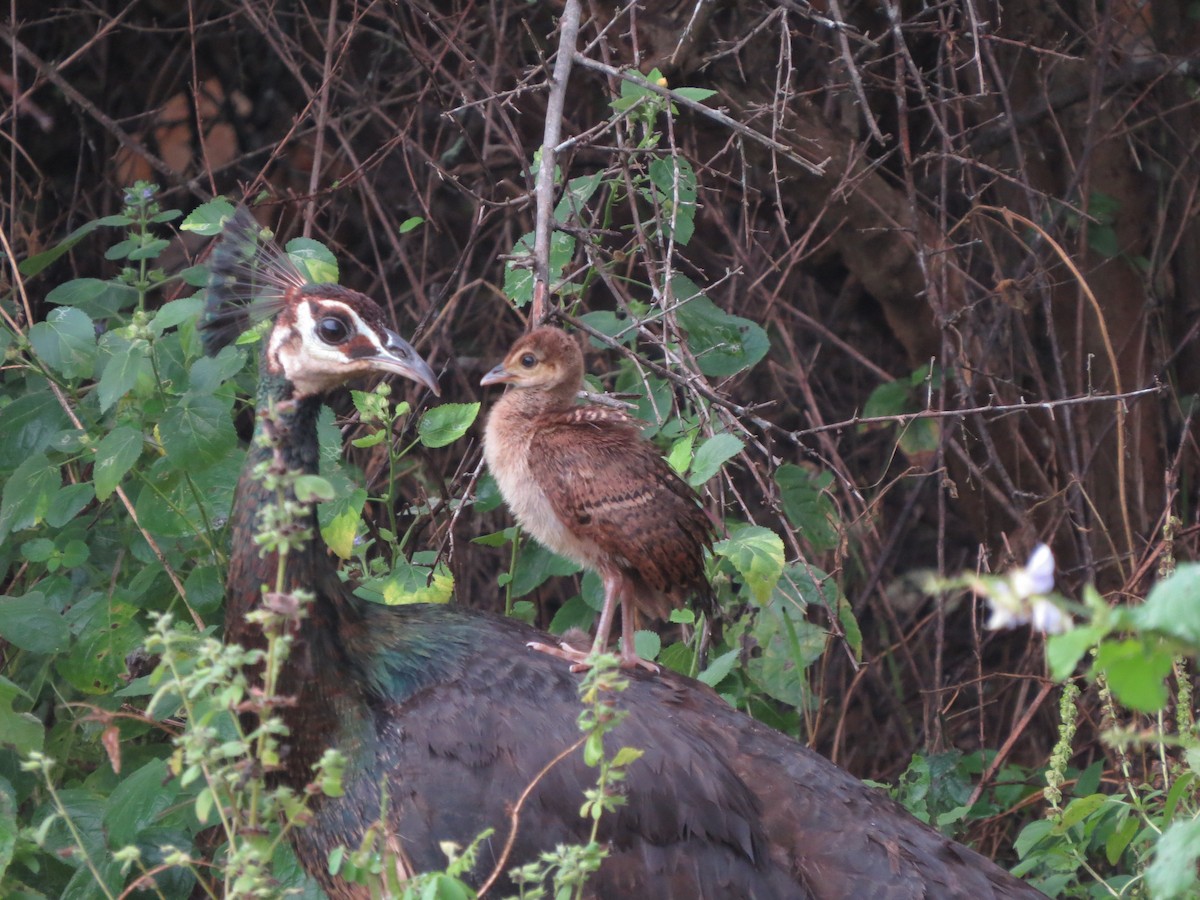 Indian Peafowl - ML89187021