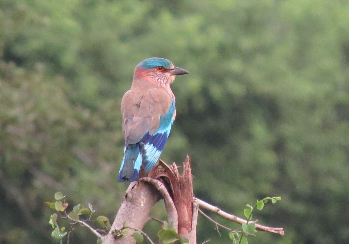 Indian Roller - ML89188501