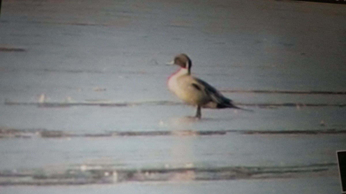 Northern Pintail - ML89188681