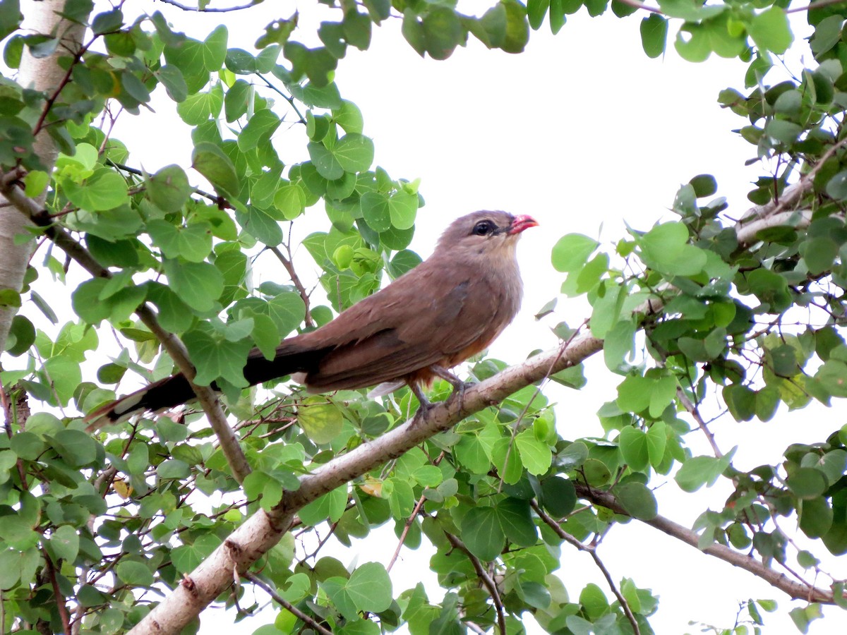 Sirkeer Malkoha - ML89188881