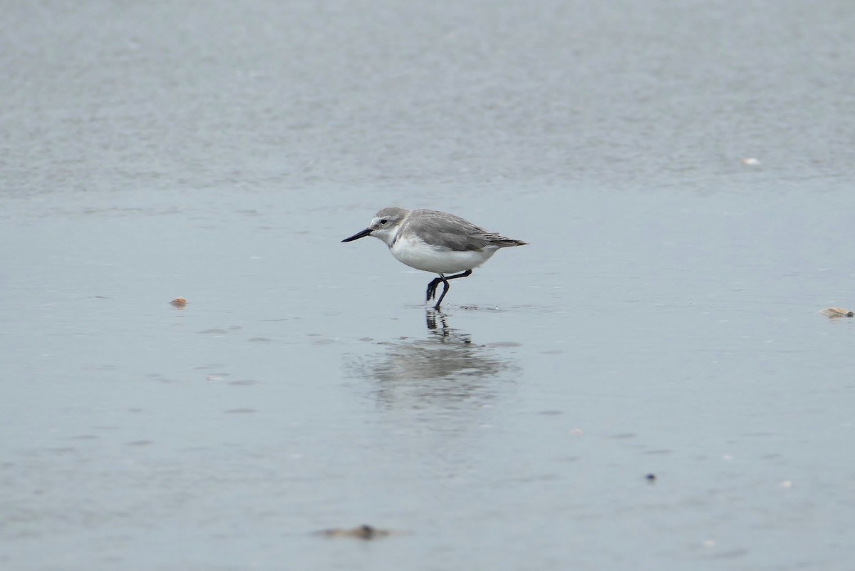 Wrybill - ML89191361