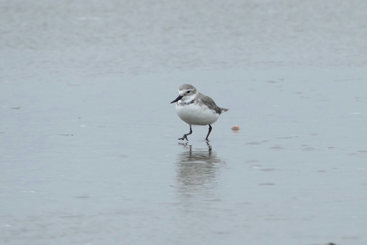 Wrybill - ML89191371