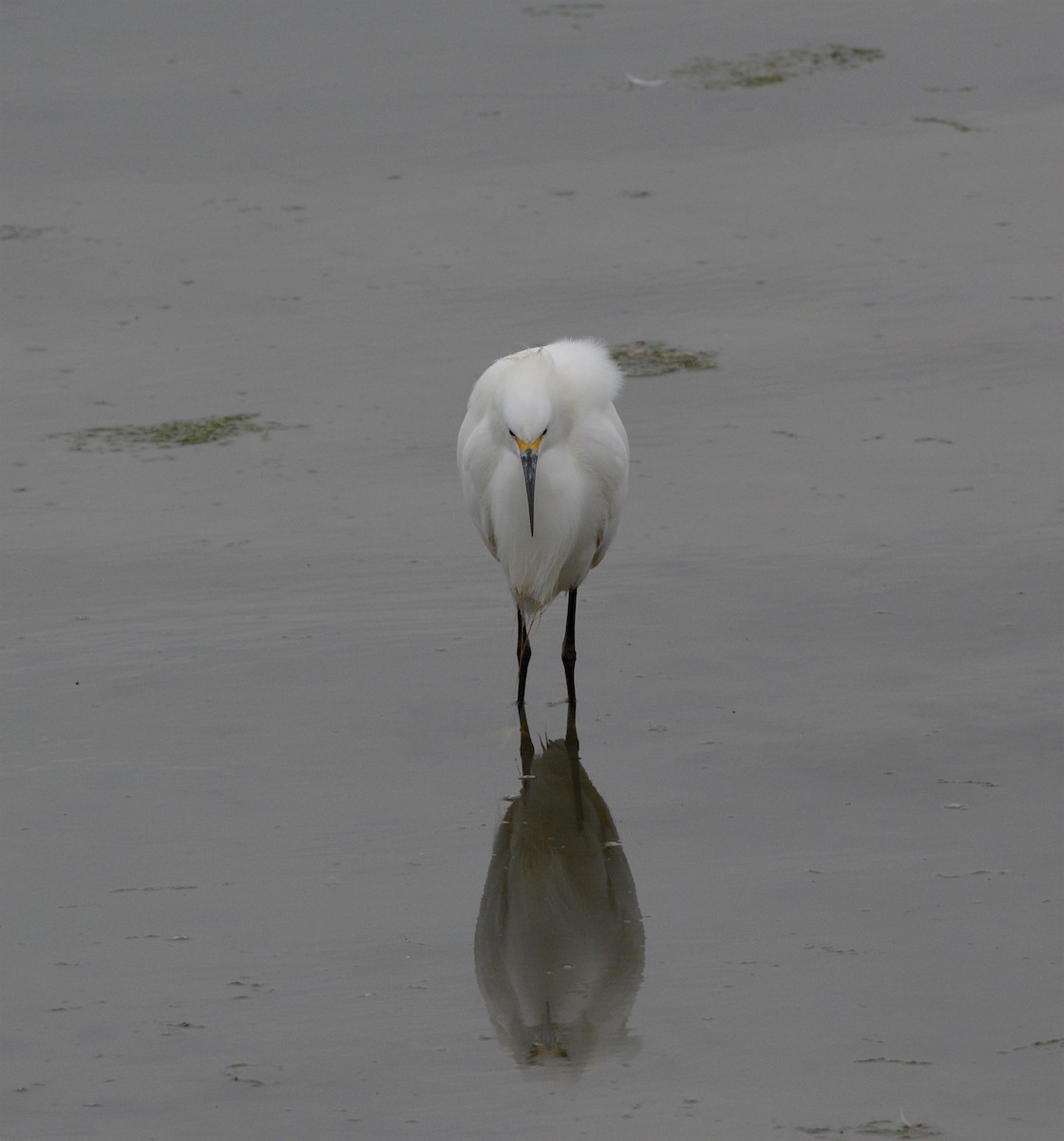 Snowy Egret - ML89193101