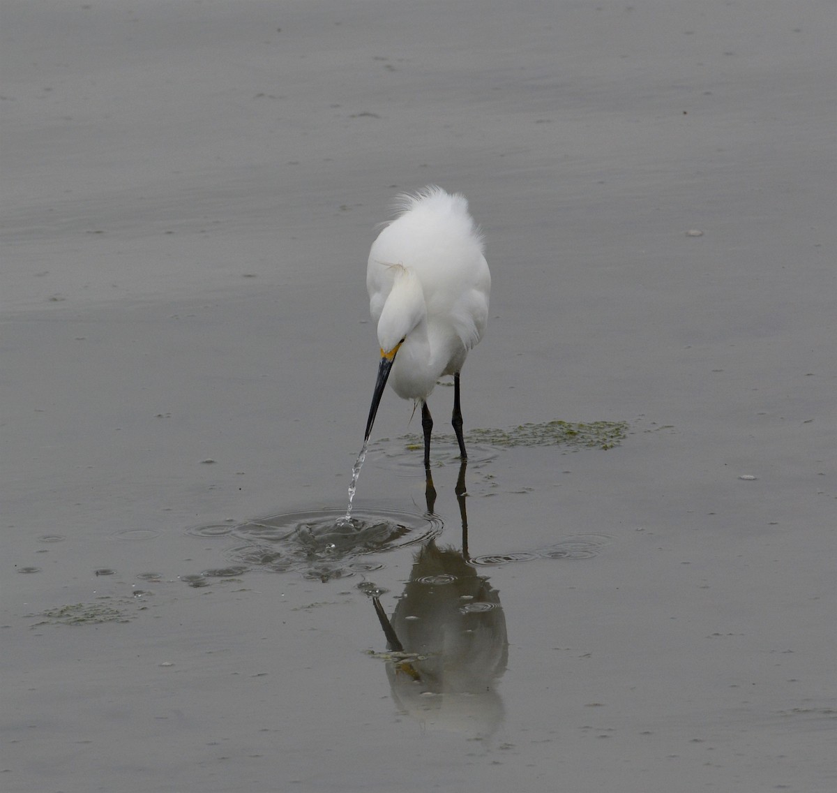 Snowy Egret - ML89193121