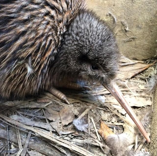 Okarito Brown Kiwi - Pat Sterbling