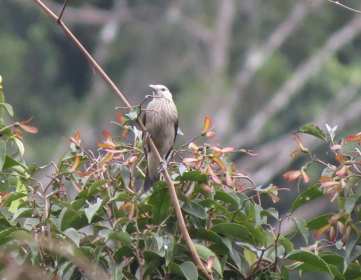 White-faced Starling - ML89195691