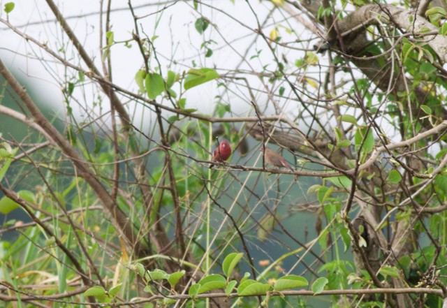 Red-billed Firefinch - ML89197241