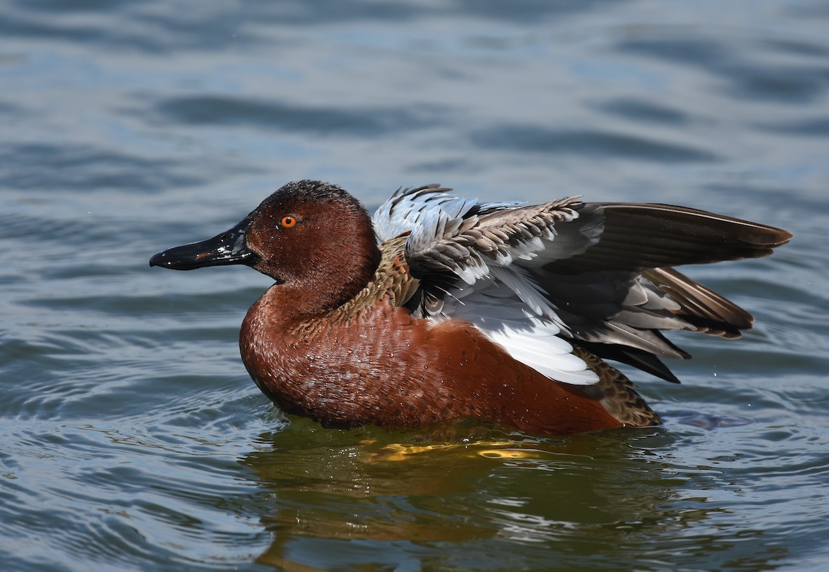 Cinnamon Teal - Andy Reago &  Chrissy McClarren