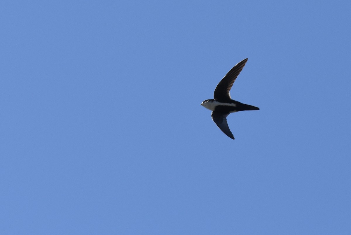 White-throated Swift - Andy Reago &  Chrissy McClarren