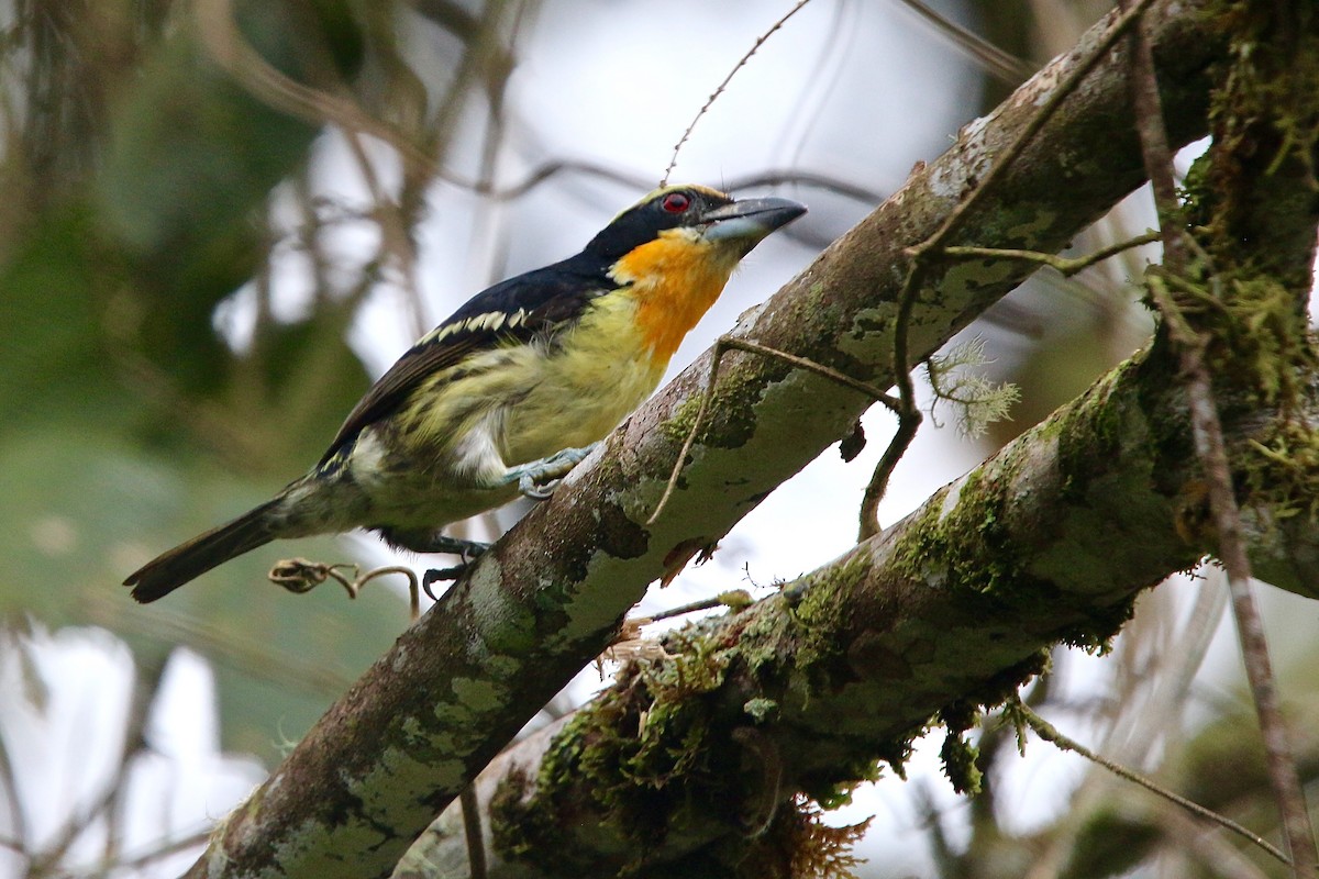 Gilded Barbet - Gabriel Willow