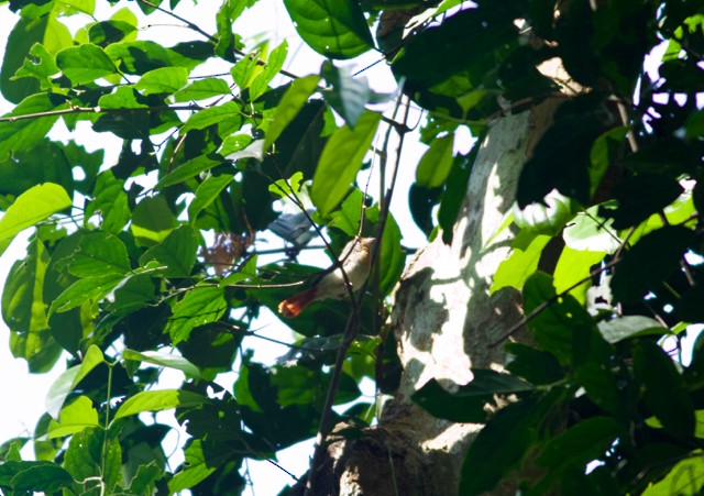 Chestnut-capped Flycatcher - ML89200951